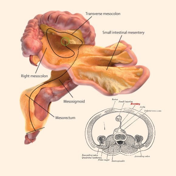 turns-out-the-mesentery-is-one-continuous-organ