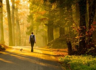 Shëtitjet në natyrë ulin nivelin e kortizolit