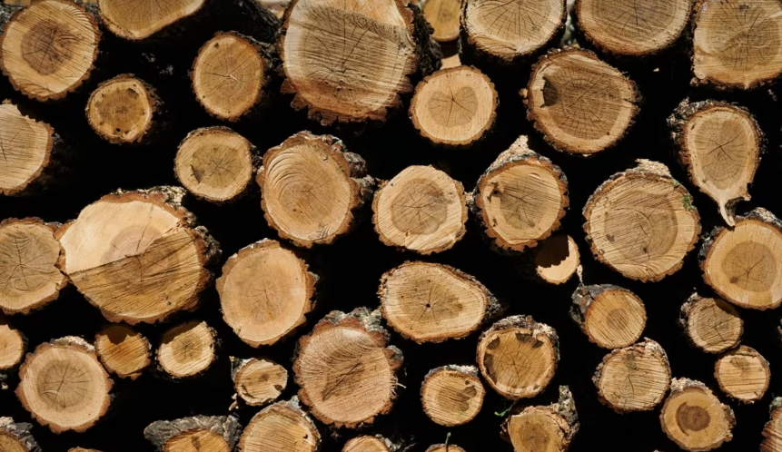 Arresotohen 5 veta  sepse ilagalisht prenë drunj