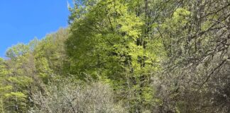 Rojet e Mali Sharrit ndërtojnë kryevepër në natyrë