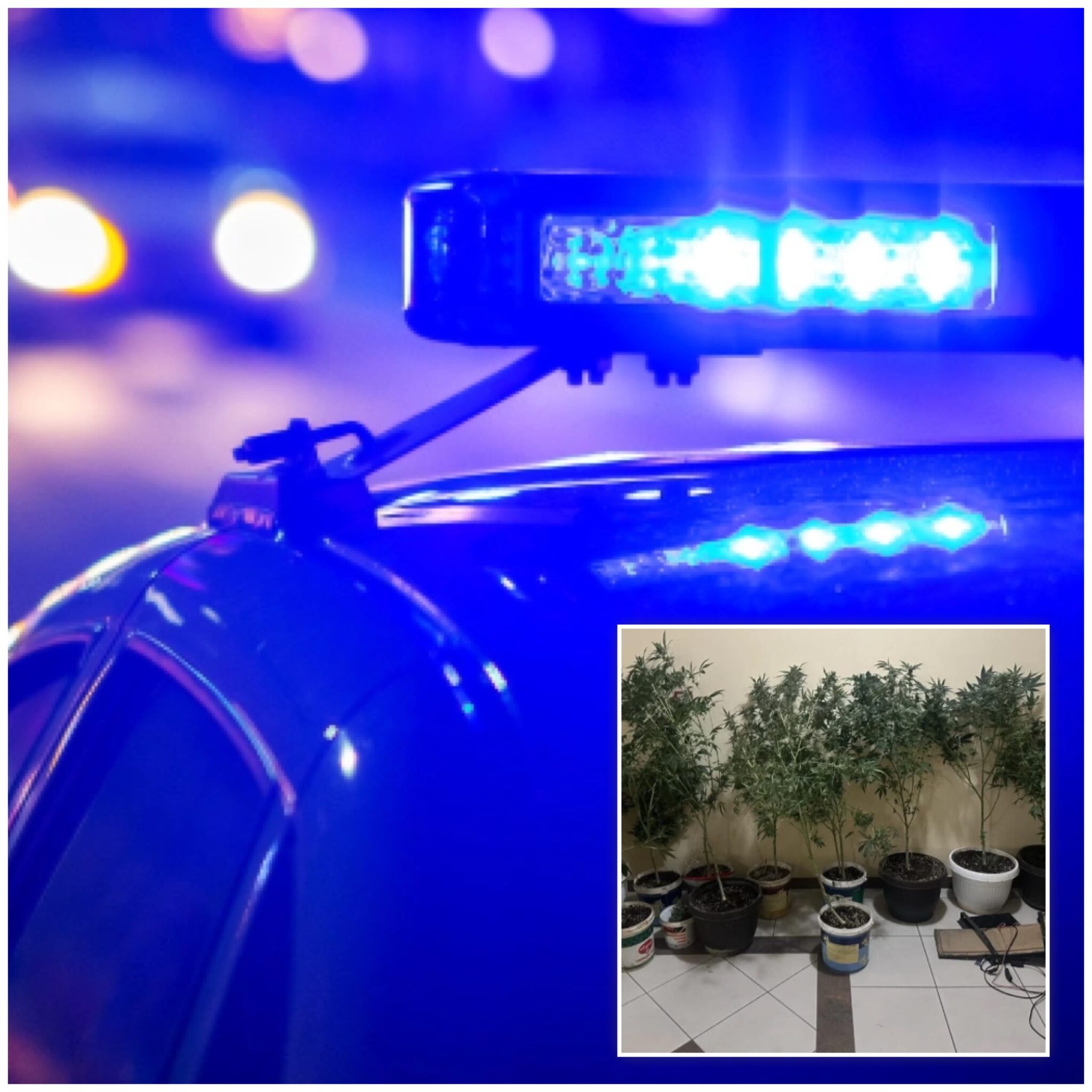 Gjendet një laborator me kanabis  arrestohet shkupjani