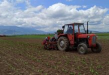 Tetovë: 66-vjeçari kapet duke drejtuar traktorin pa patentë shofer, konfiskohet mjeti