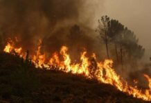 Arrestohet një banor i Shkupit, dyshohet se ka shkaktuar zjarr në rrethinën e qytetit