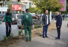 NPK-Tetova vazhdon zëvendësimin e drunjëve të dëmtuar në bulevartet e Tetovës